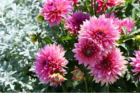 Green Legacy Trial Garden