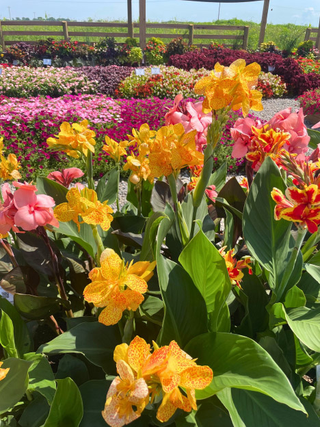 Green Legacy Trial Garden