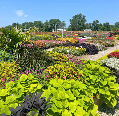 Green Legacy Trial Garden