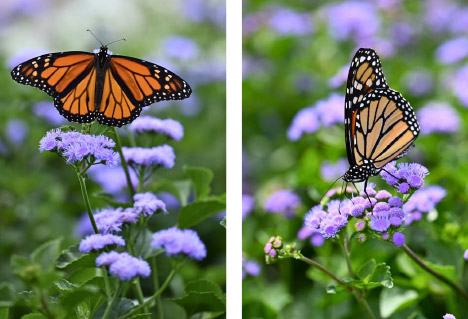 Green Legacy Trial Garden