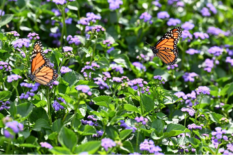 Green Legacy Trial Garden