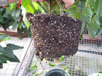 Pythium Root Rot on Poinsettia