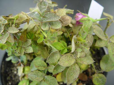 spider mites on roses